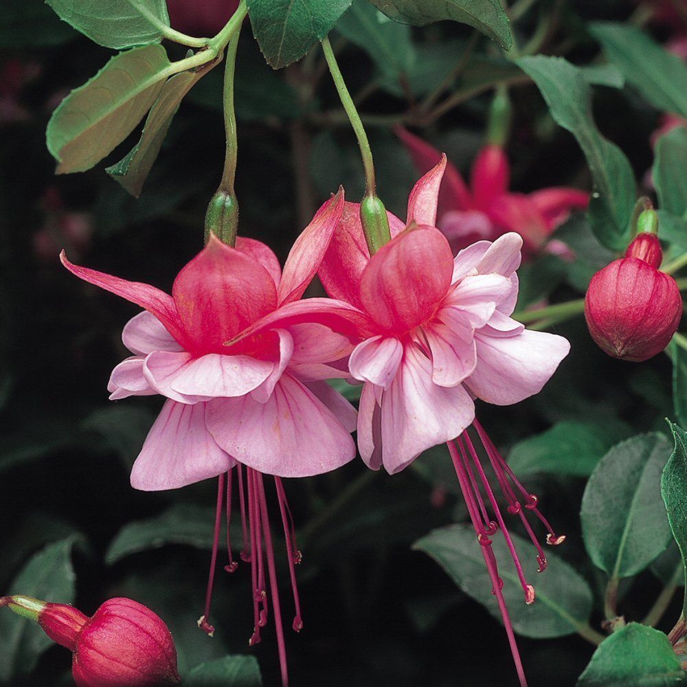 Fuchsia Heidi Anne Bedding Plug Plant