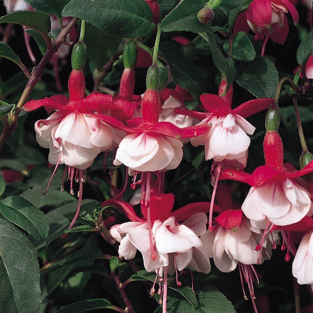 Fuchsia Snowcap Bedding Plug Plant