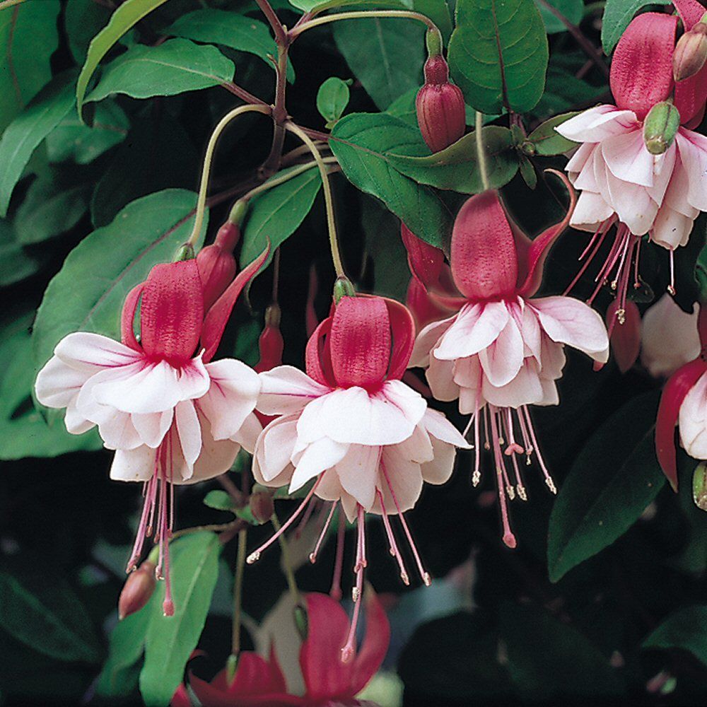 Fuchsia Spion Kop Bedding Plug Plant
