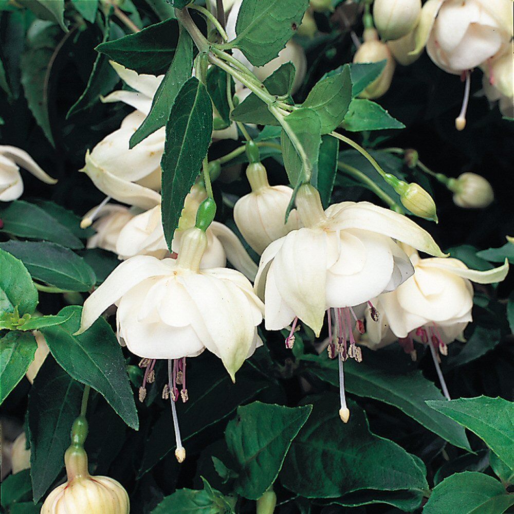 Fuchsia Trudi Davro Bedding Plug Plant