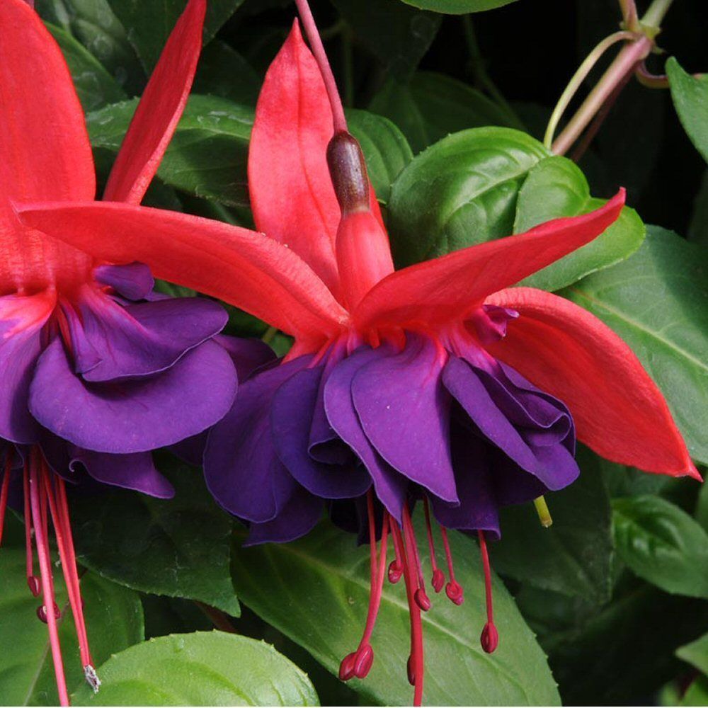Fuchsia Voodoo Bedding Plug Plant