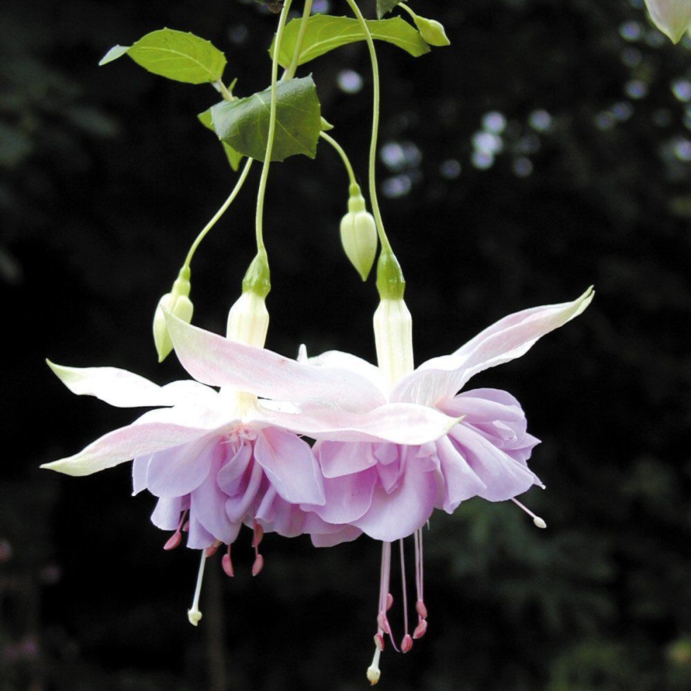 Fuchsia Wendy's Beauty Bedding Plug Plant