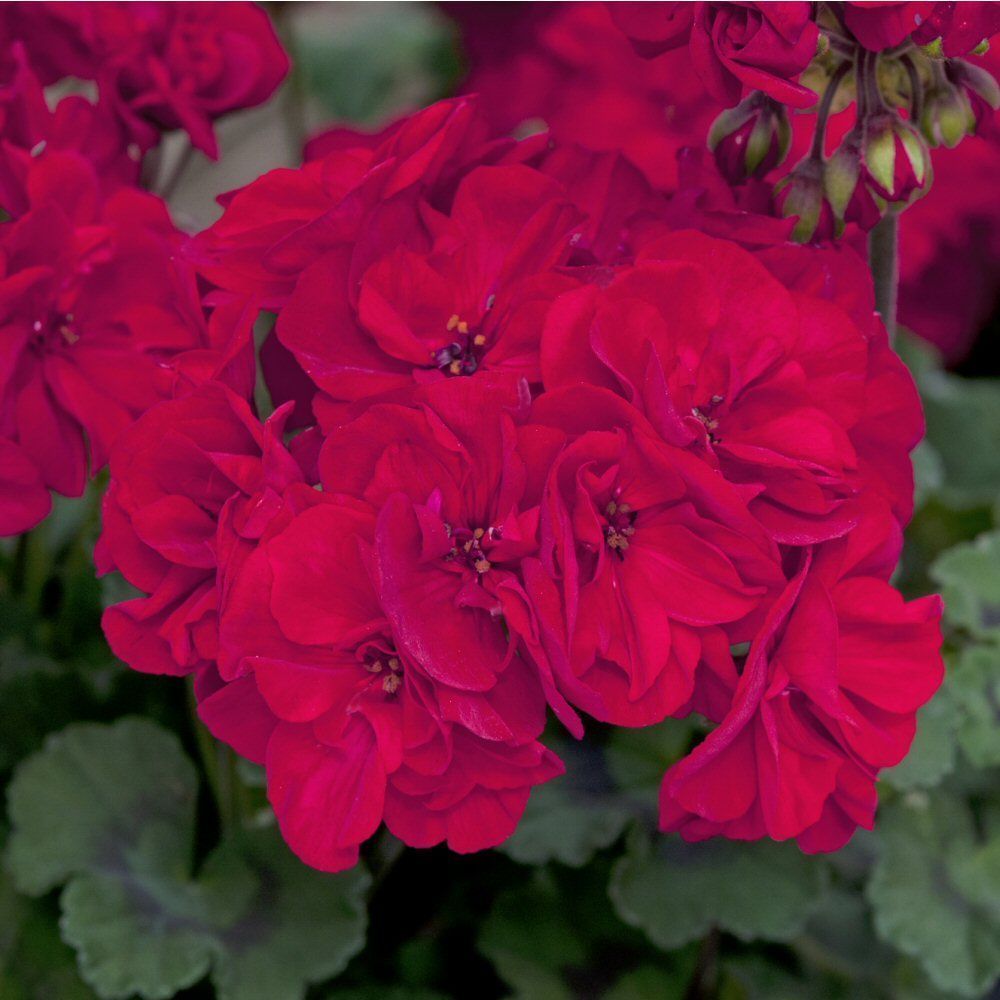 Geranium Fantasia Dark Red Bedding Plug Plant