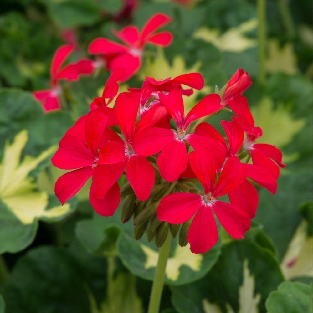Geranium Happy Thought Red Bedding Plug Plant