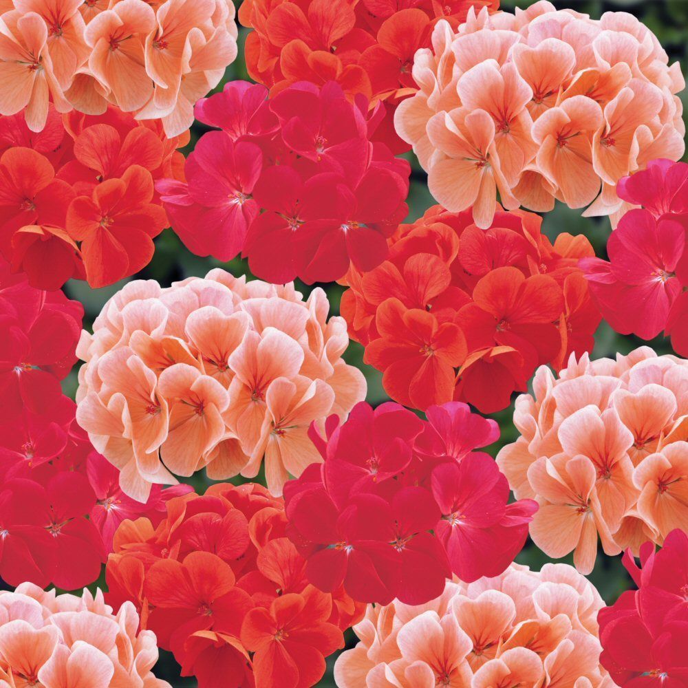 Geranium Hot 'n' Spicy Mixed Bedding Plug Plant 20 Cells