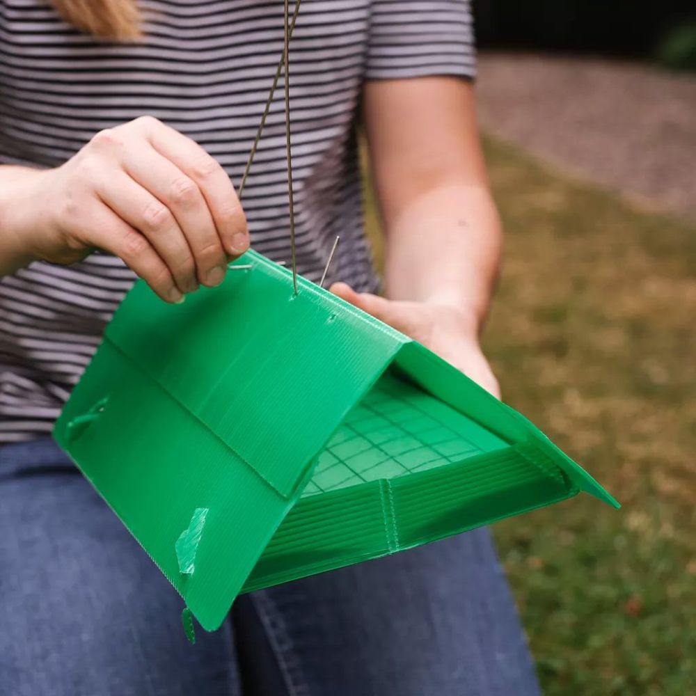 Growing Success Apple Maggot Monitoring Trap - Old Railway Line Garden Centre