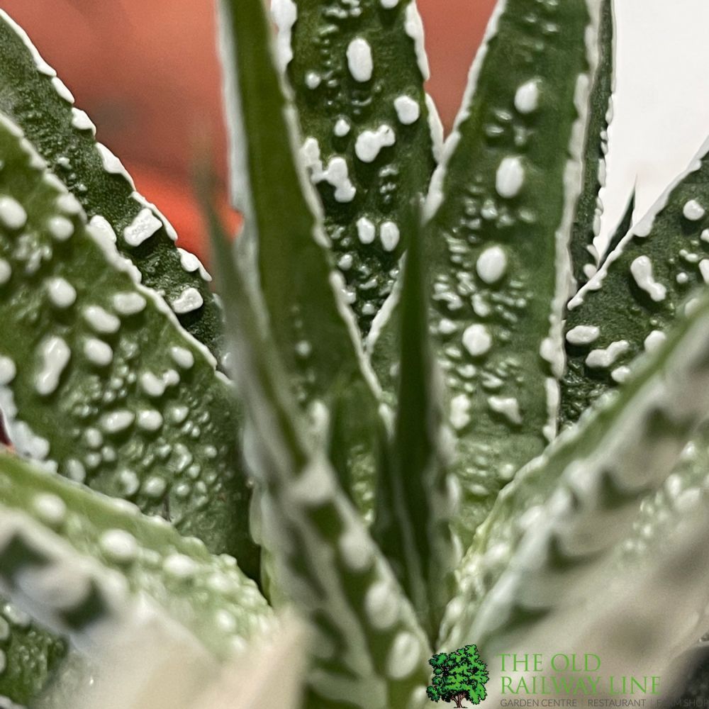 Haworthia 'Alba' Houseplant 8cm Pot - Old Railway Line Garden Centre