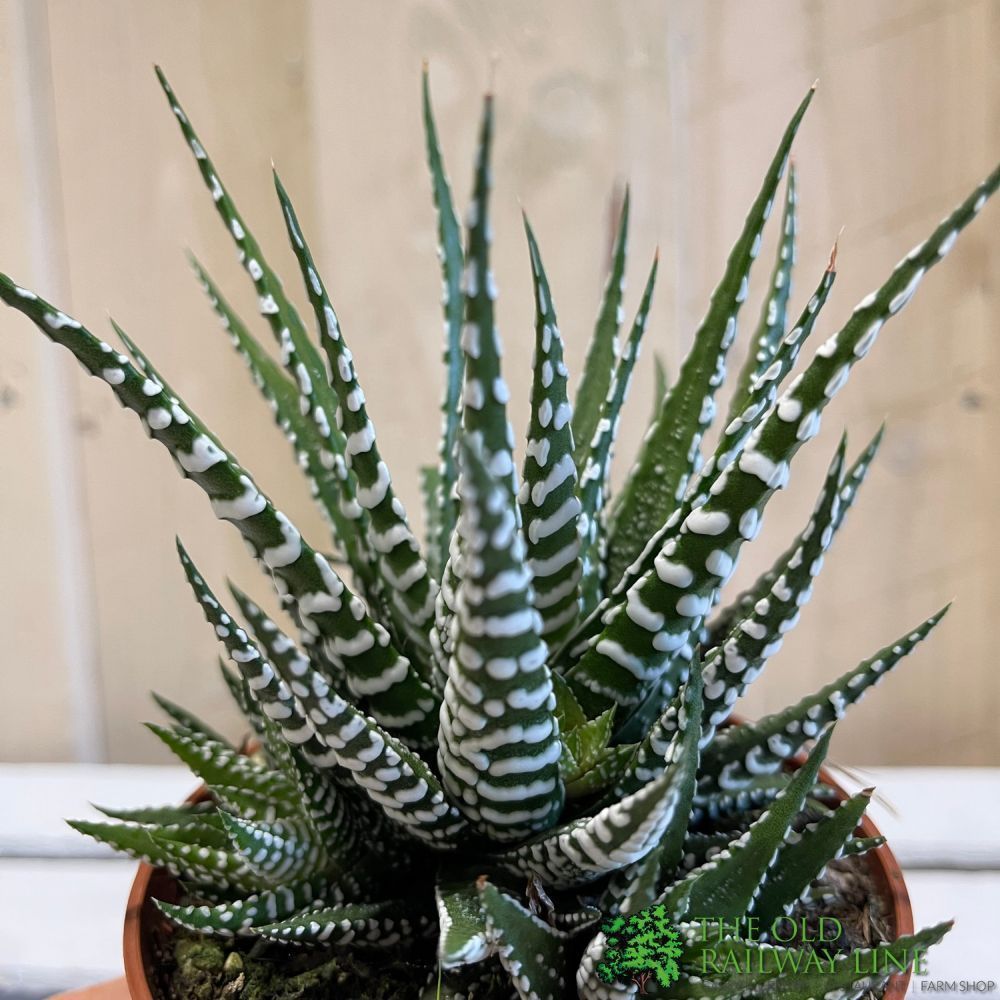 Haworthia 'Big Band' Plant 10.5cm Pot (NL) - Old Railway Line Garden Centre