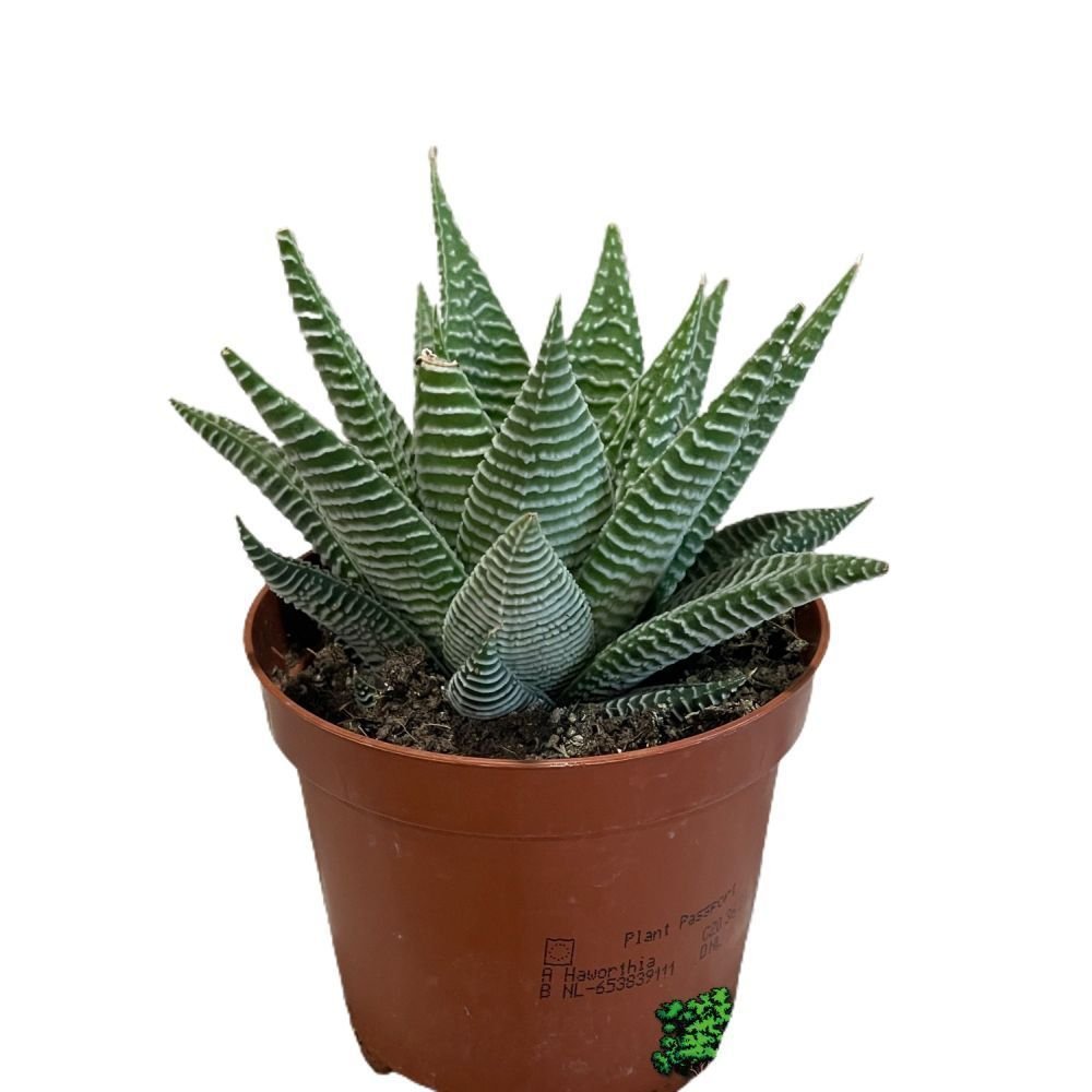 Haworthia Limifolia 'Spider White' Succulent Houseplant 8.5CM Pot - Old Railway Line Garden Centre