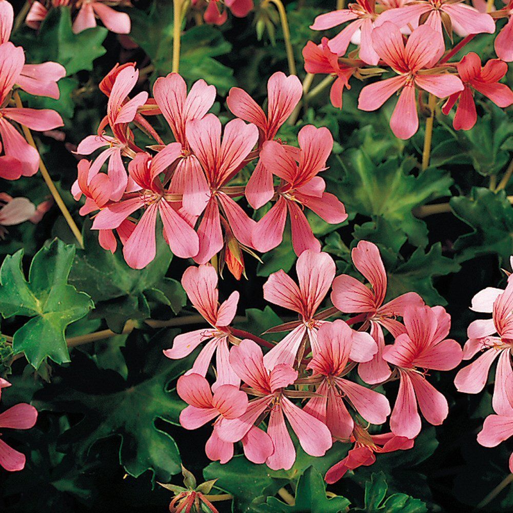 Ivy Geranium Decora Pink Bedding Plug Plant
