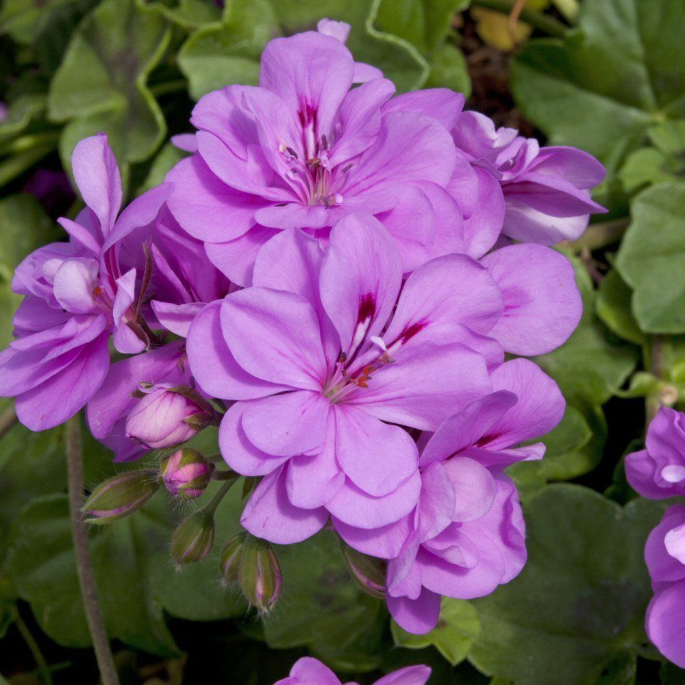 Ivy Geranium Precision Amethyst Bedding Plug Plant