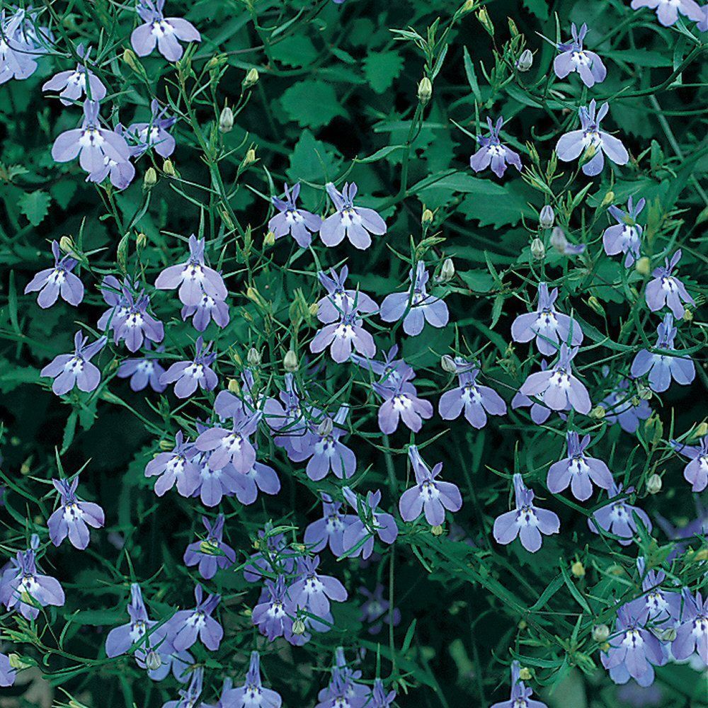 Lobelia Ricardii Bedding Plug Plant
