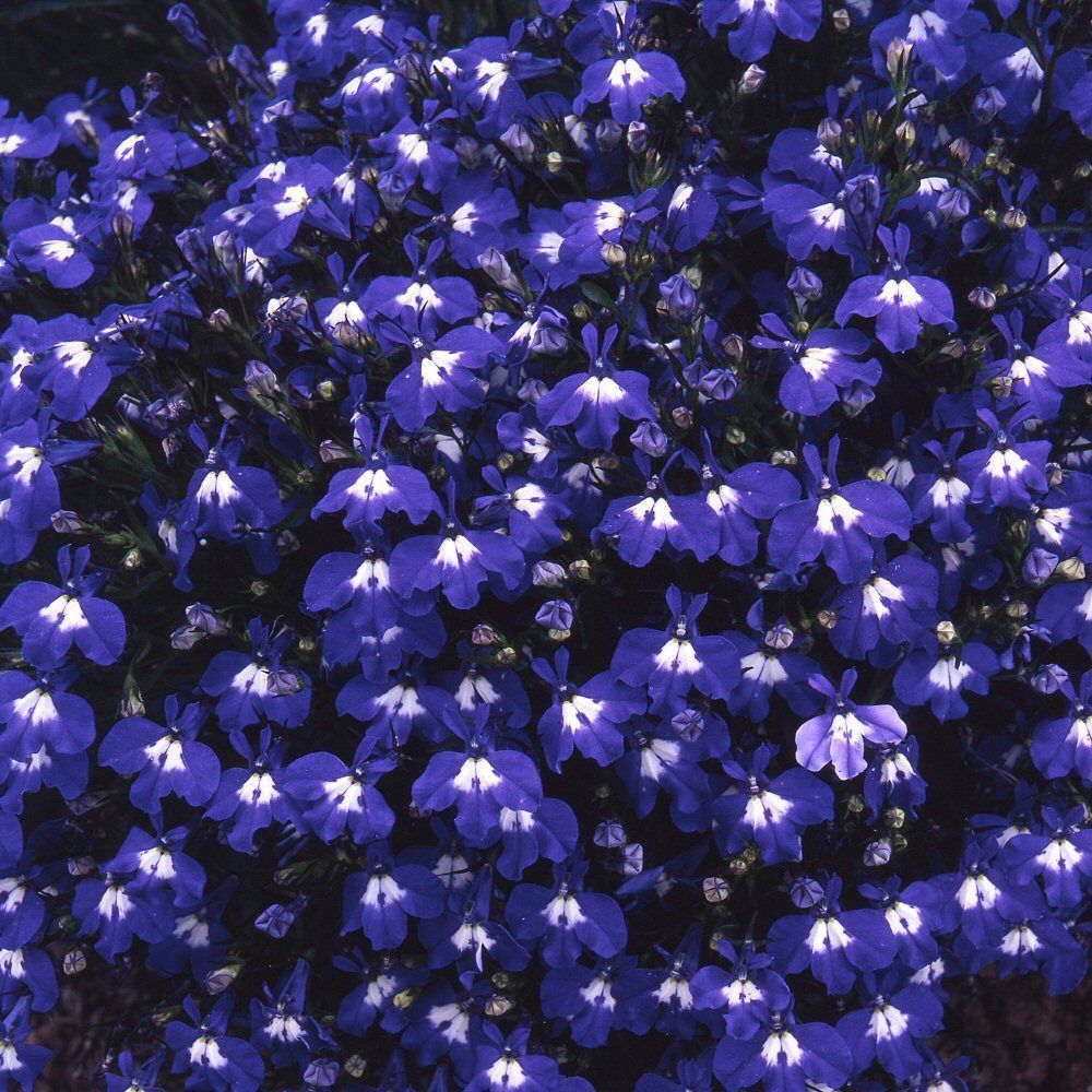 Lobelia Sapphire Bedding Plug Plant 20 Cells