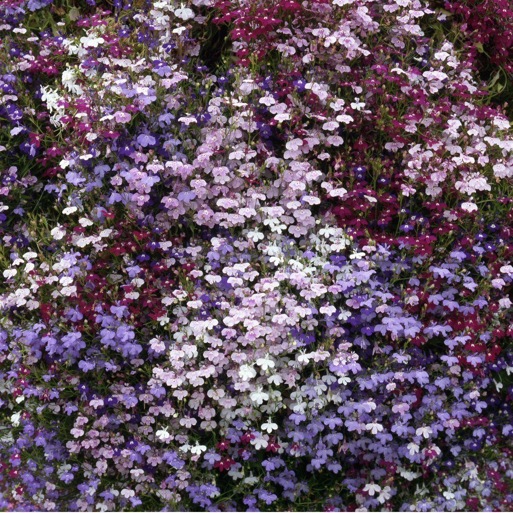 Lobelia Trailing Mixed Bedding Plug Plant 20 Cells