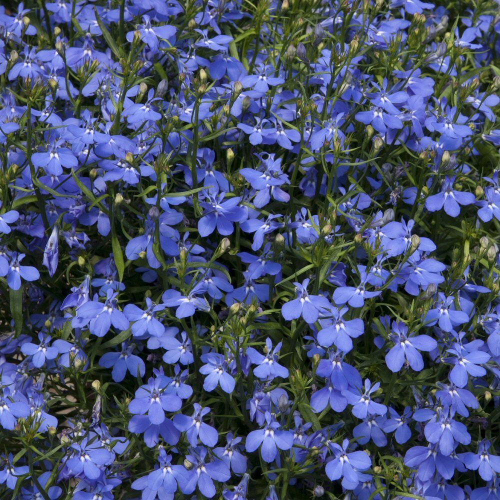 Lobelia Waterfall Blue Bedding Plug Plant