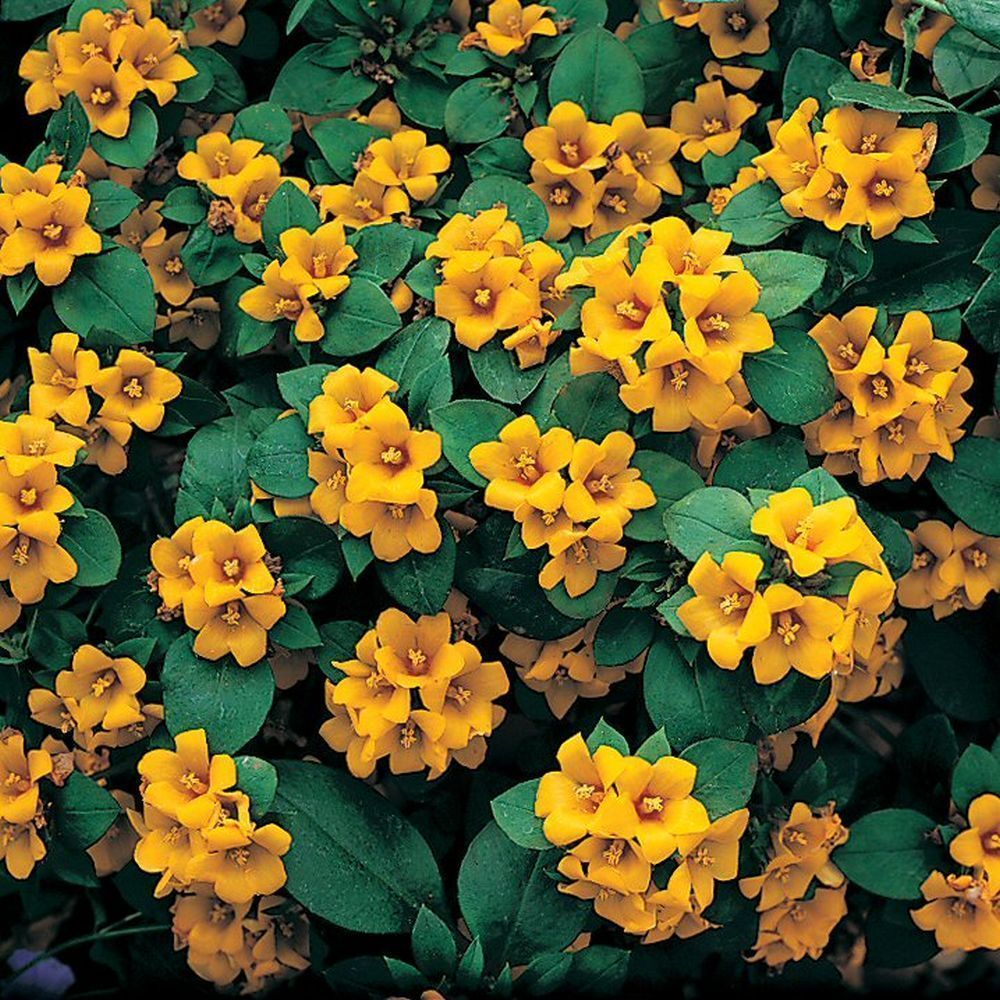 Lysimachia Lyssi Bedding Plug Plant
