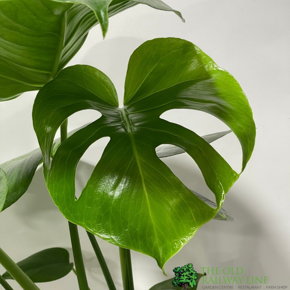 Monstera Deliciosa 'Swiss Cheese Plant' Houseplant 17cm Pot - Old Railway Line Garden Centre