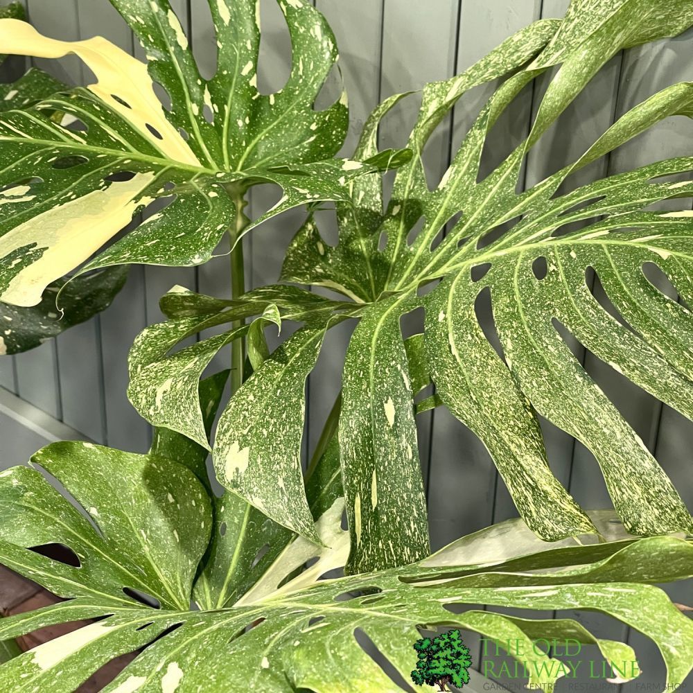 Monstera 'Thai Constellation' Large Variegated Thai Monstera 1m Tall - Old Railway Line Garden Centre