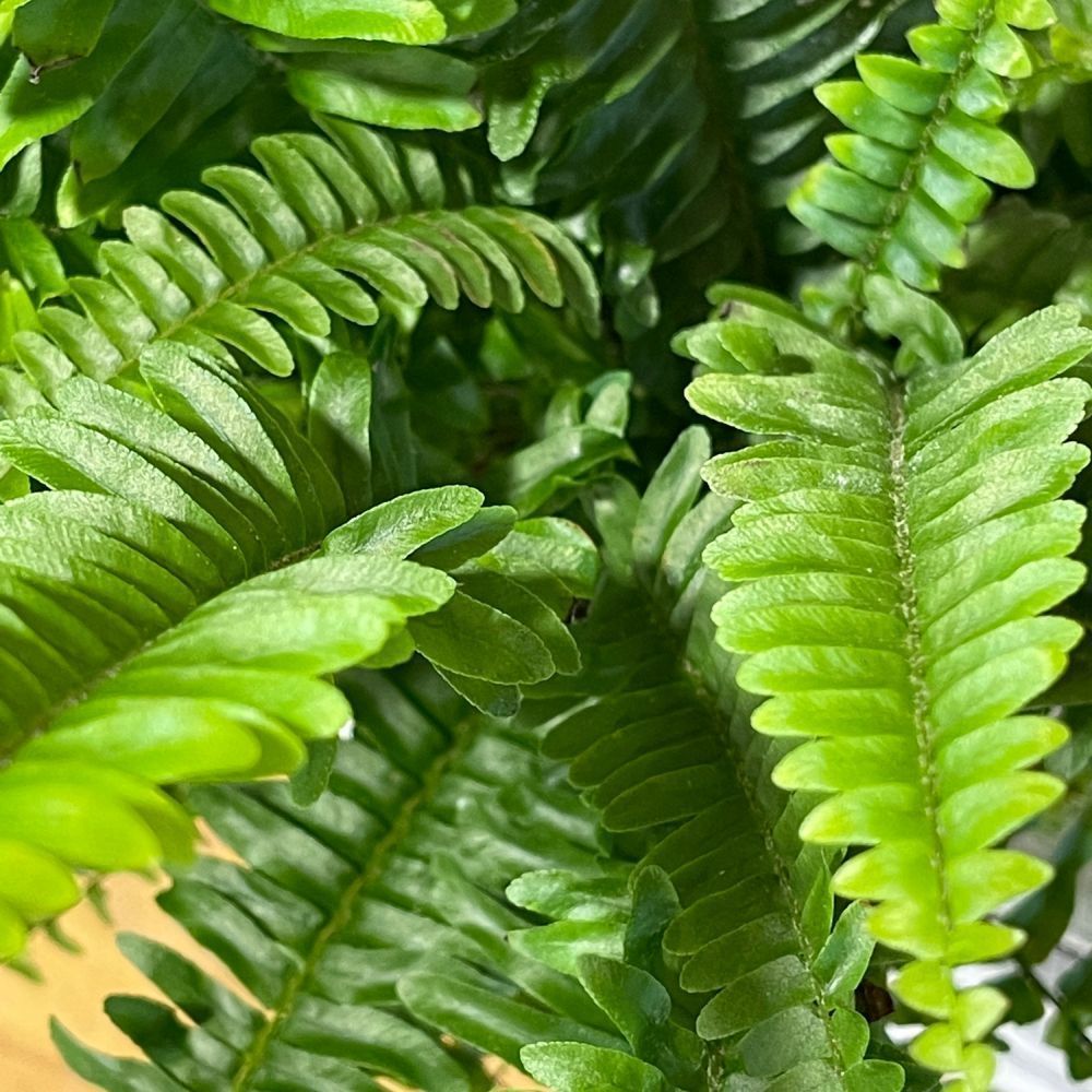 Nephrolepsis 'Green Lady' Plant 12cm Pot (NL) - Old Railway Line Garden Centre