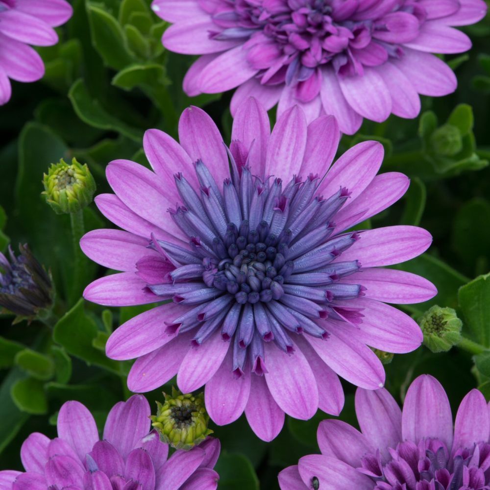 Osteospermum 3D Double Pink Bedding Plug Plant