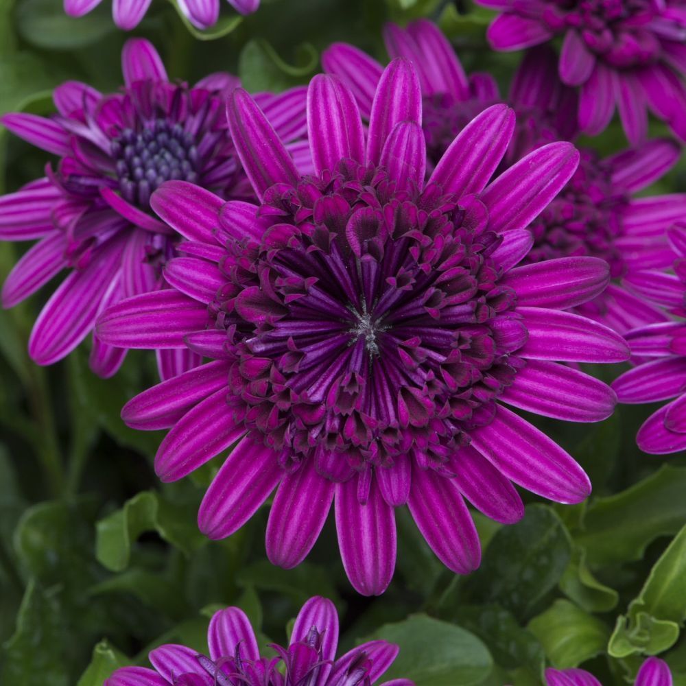 Osteospermum 3D Double Purple Bedding Plug Plant
