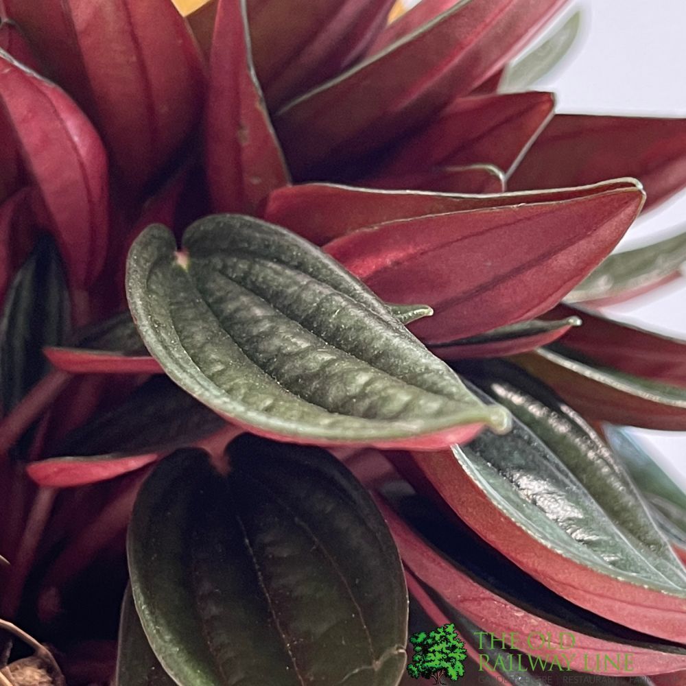 Peperomia caperata 'Rosso' Houseplant 10.5cm Pot - Old Railway Line Garden Centre