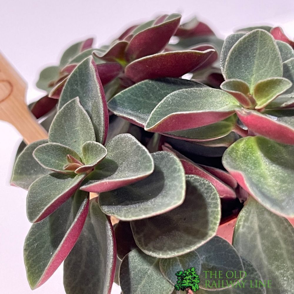 Peperomia Mixed Mini Houseplant 5.5cm Pot - Old Railway Line Garden Centre