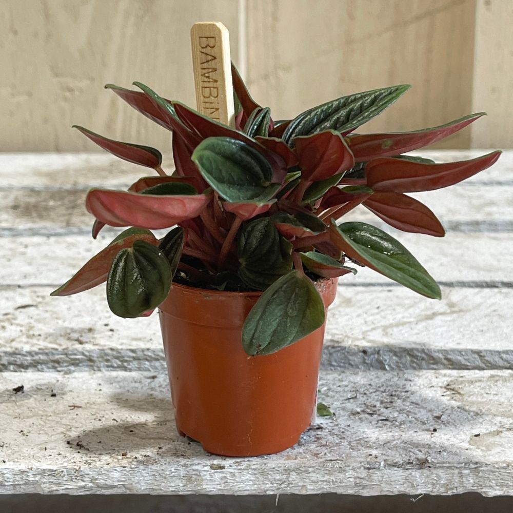 Peperomia 'Rosso' Mini Plant 5.5cm Pot (NL) - Old Railway Line Garden Centre