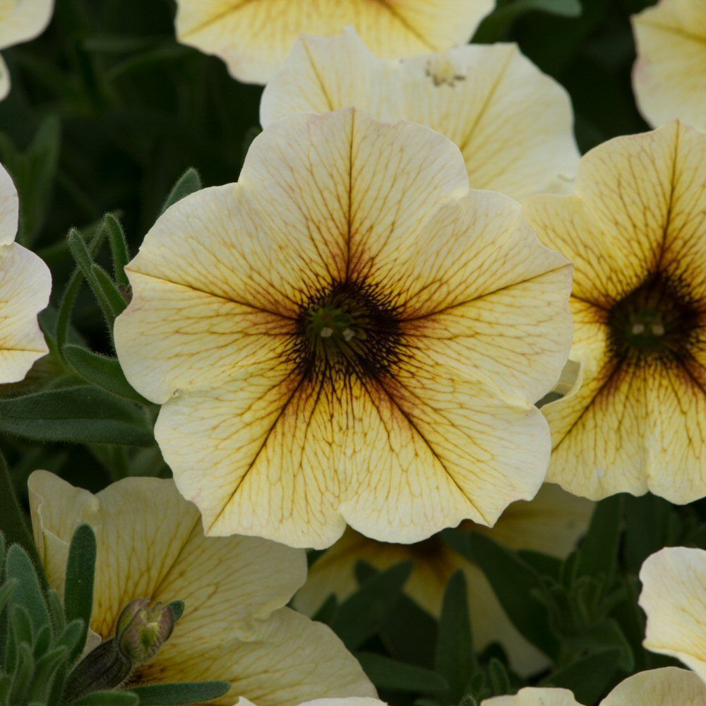 Petchoa Beautical Vanilla Bedding Plug Plant