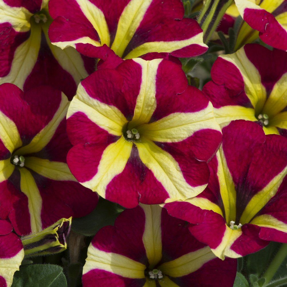 Petunia Amore Queen of Hearts Bedding Plug Plant