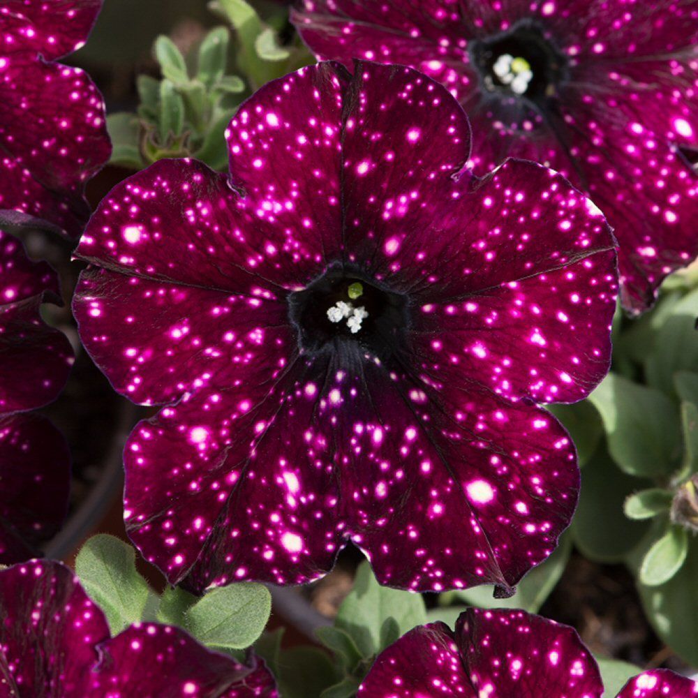 Petunia Lightningsky Bedding Plug Plant