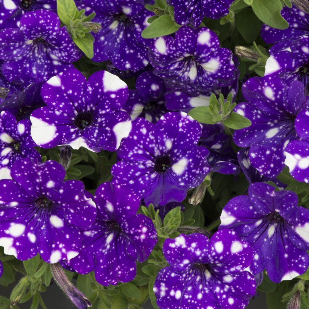 Petunia Nightsky Bedding Plug Plant