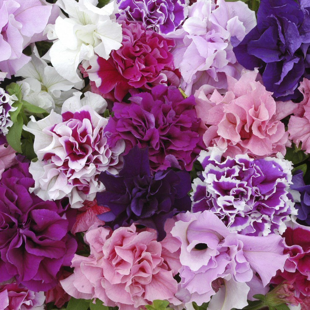 Petunia Piroutte Mixed Bedding Plug Plant 20 Cells