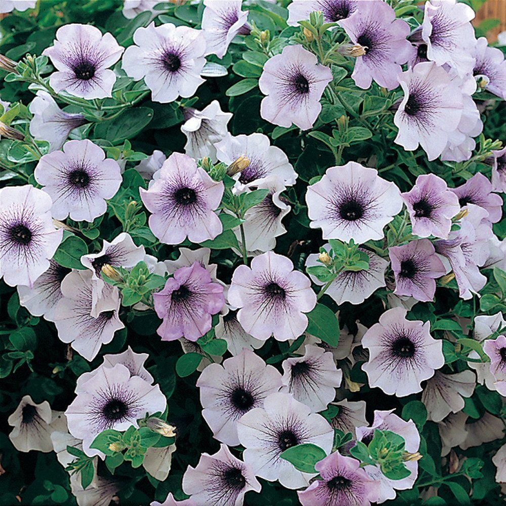 Petunia Surfinia Blue Vein Bedding Plug Plant