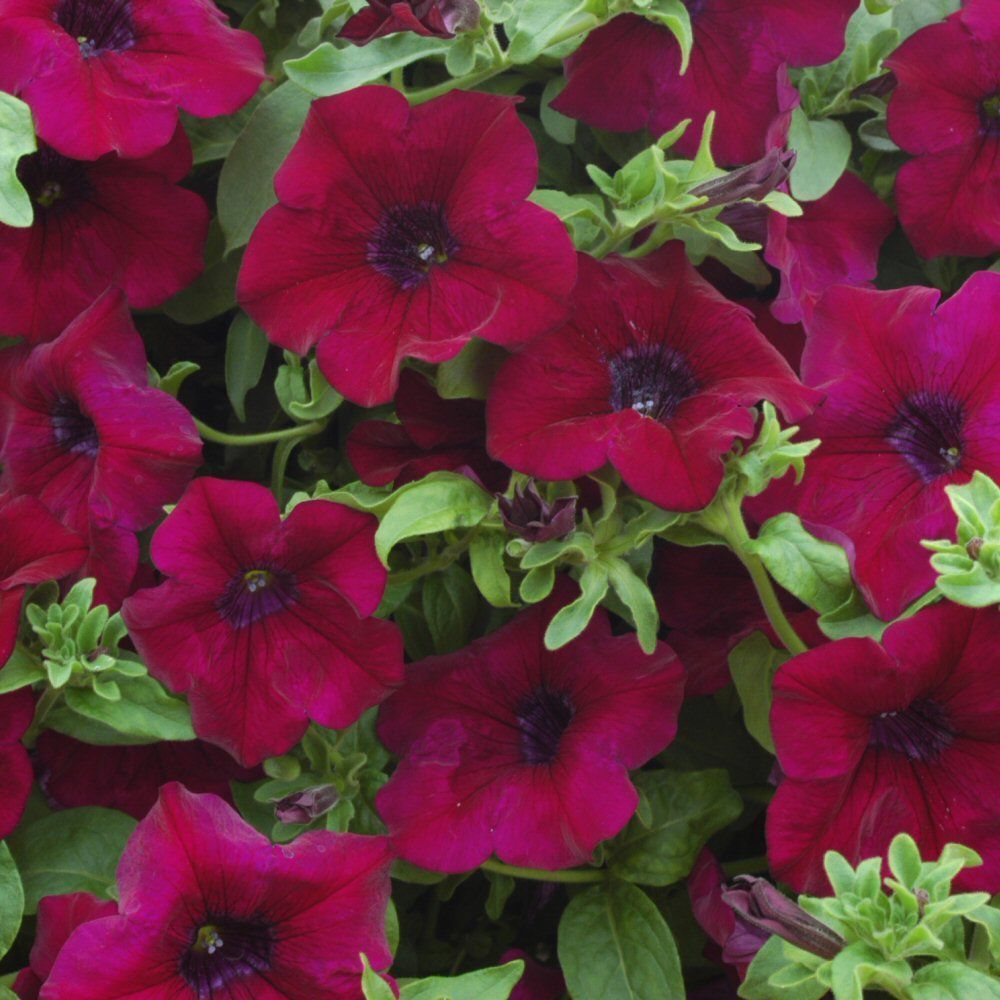Petunia Surfinia Burgundy Bedding Plug Plant