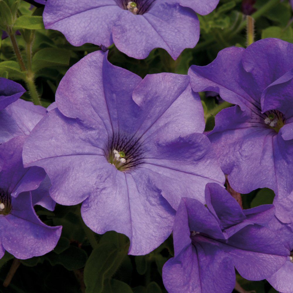 Petunia Surfinia Heavenly Blue Bedding Plug Plant
