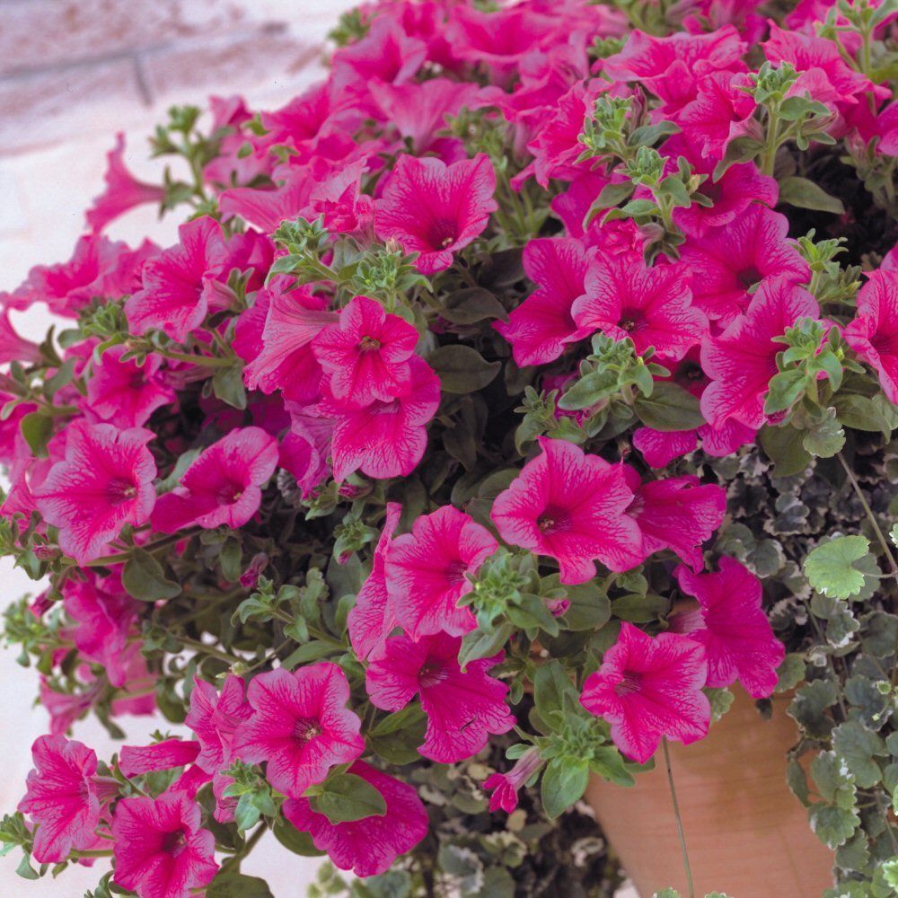 Petunia Surfinia Hot Pink Bedding Plug Plant