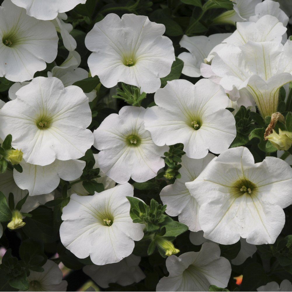 Petunia Surfinia Snow Bedding Plug Plant
