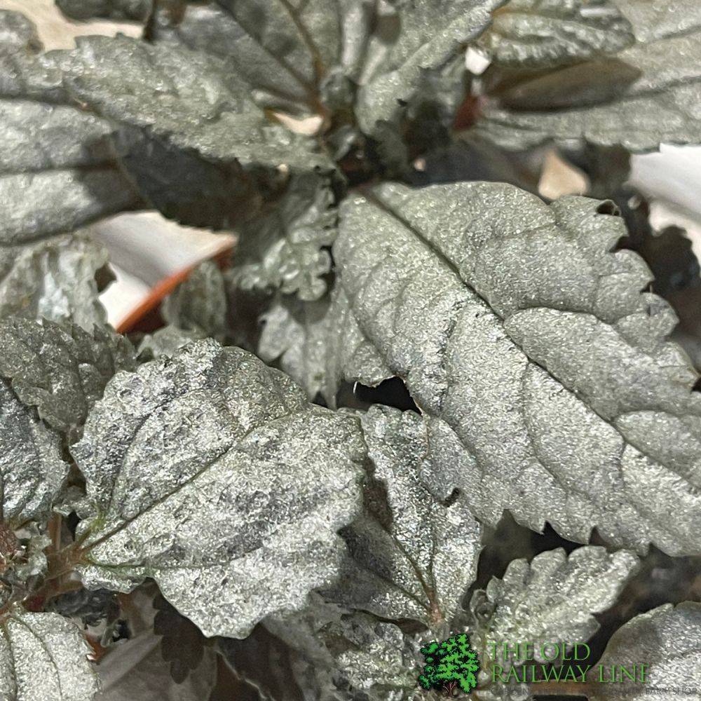 Pilea Mixed Mini Houseplant 8.5cm Pot - Old Railway Line Garden Centre