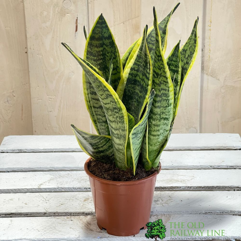 Sansevieria Trifasciata 'Futura Superba' Houseplant 12cm Pot - Old Railway Line Garden Centre