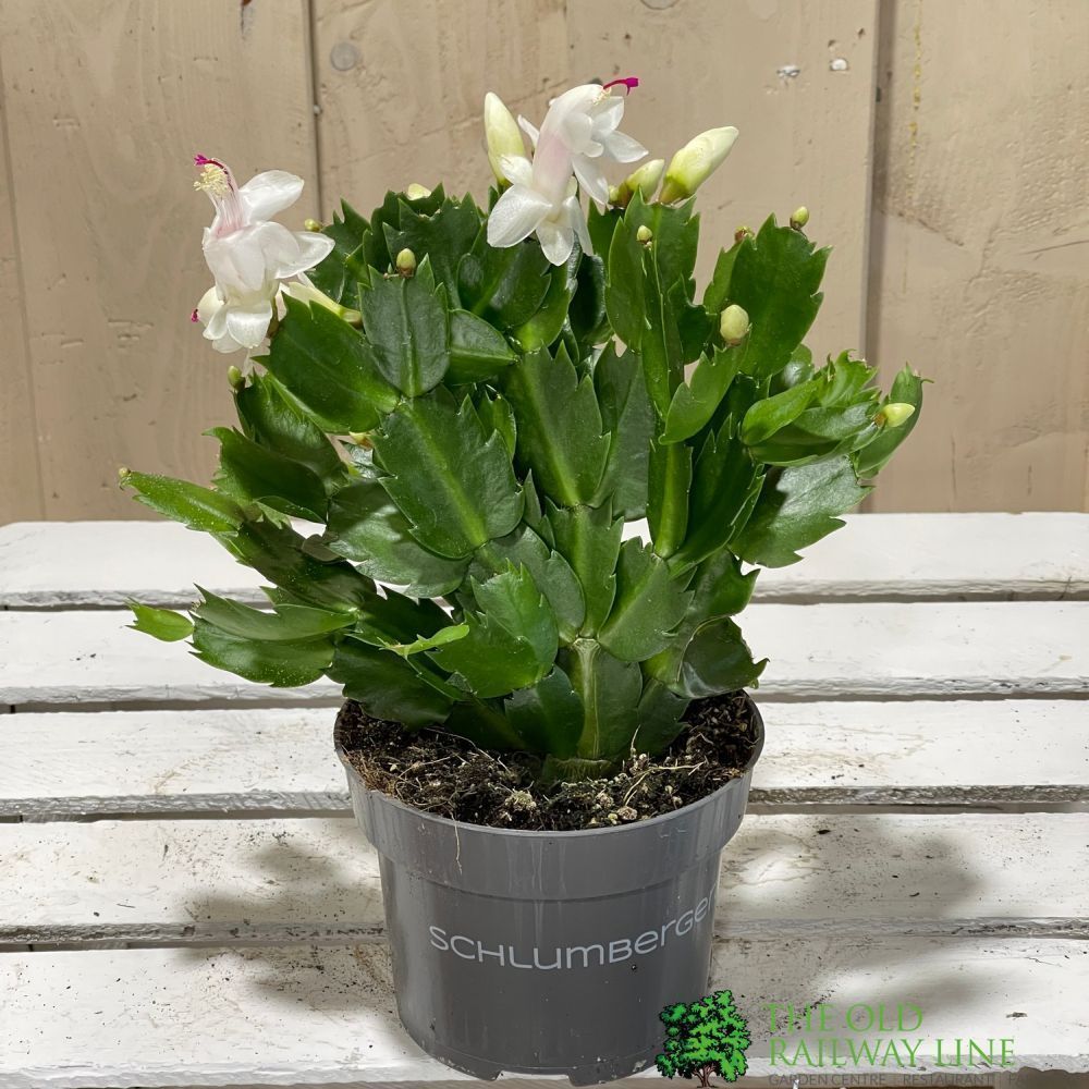 Schlumbergera 'Christmas Cactus' Assorted 13cm Pot - Old Railway Line Garden Centre
