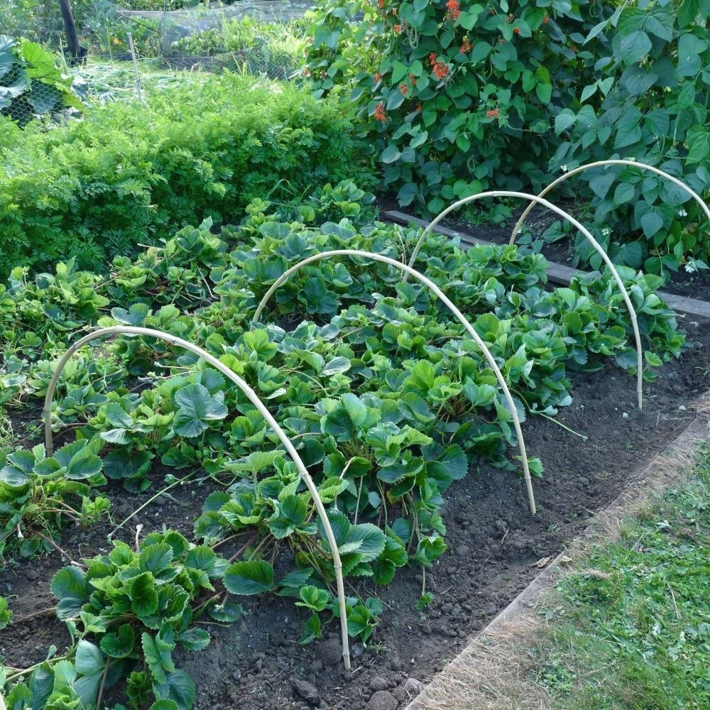 Smart Garden 60cm Bamboo U Hoops (Pack of 3) - Old Railway Line Garden Centre