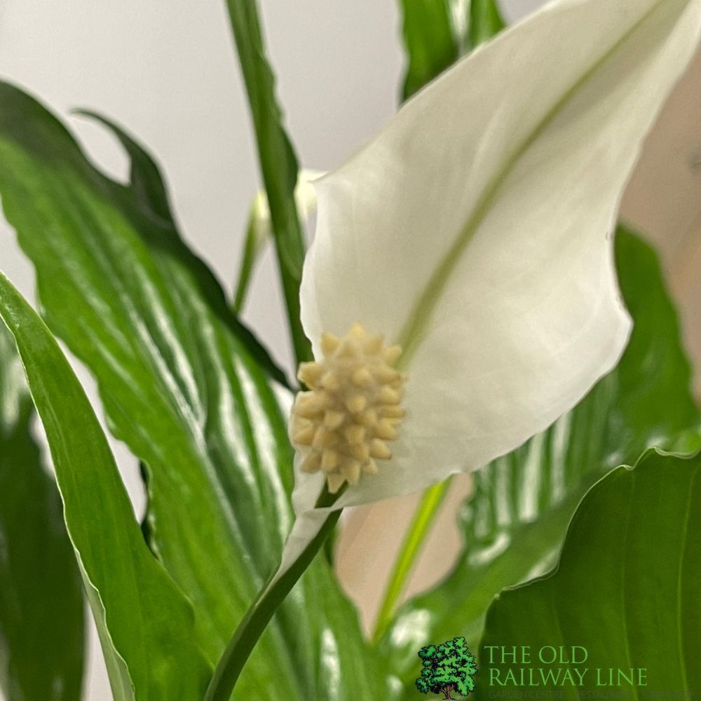 Spathiphyllum 'Sweet Chico' Peace Lily Houseplant 13cm Pot (NL) - Old Railway Line Garden Centre