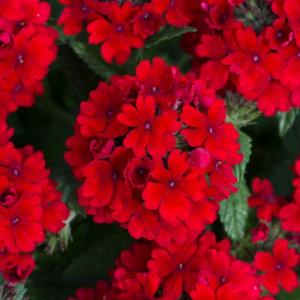 Verbena Showboat Dark Red Bedding Plug Plant