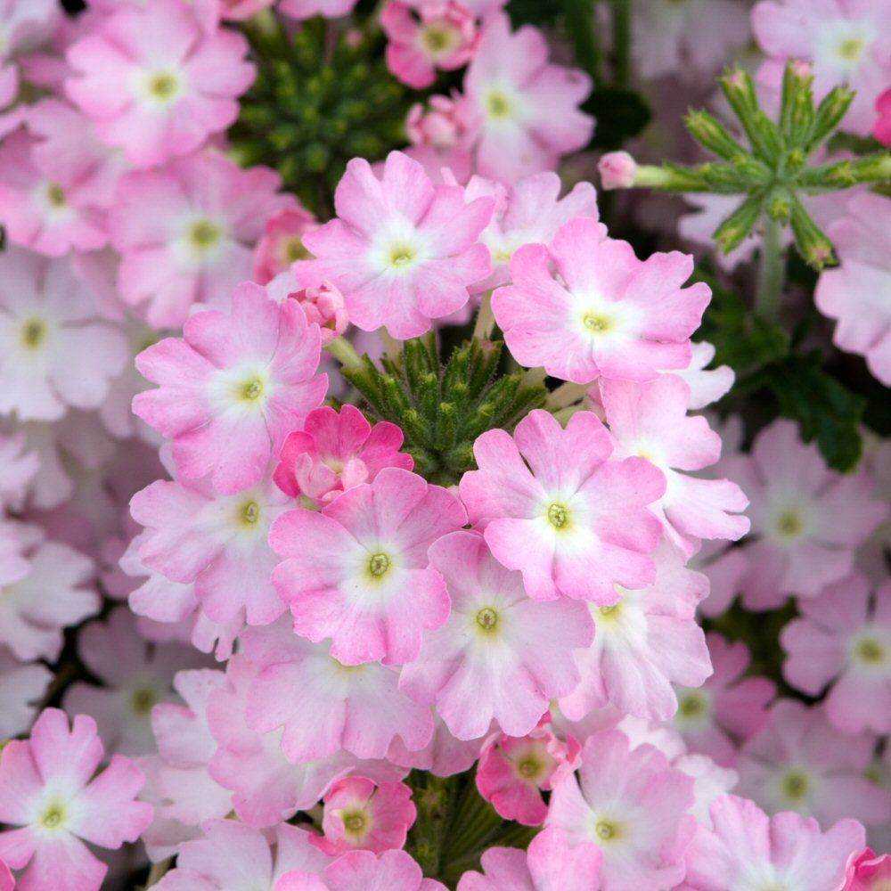 Verbena Showboat Light Pink Bedding Plug Plant