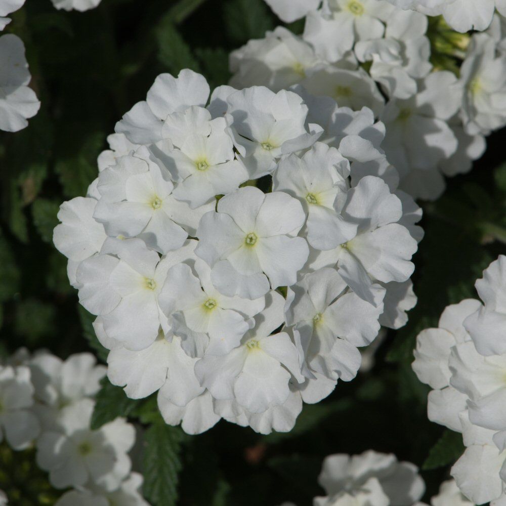Verbena Showboat White Bedding Plug Plant