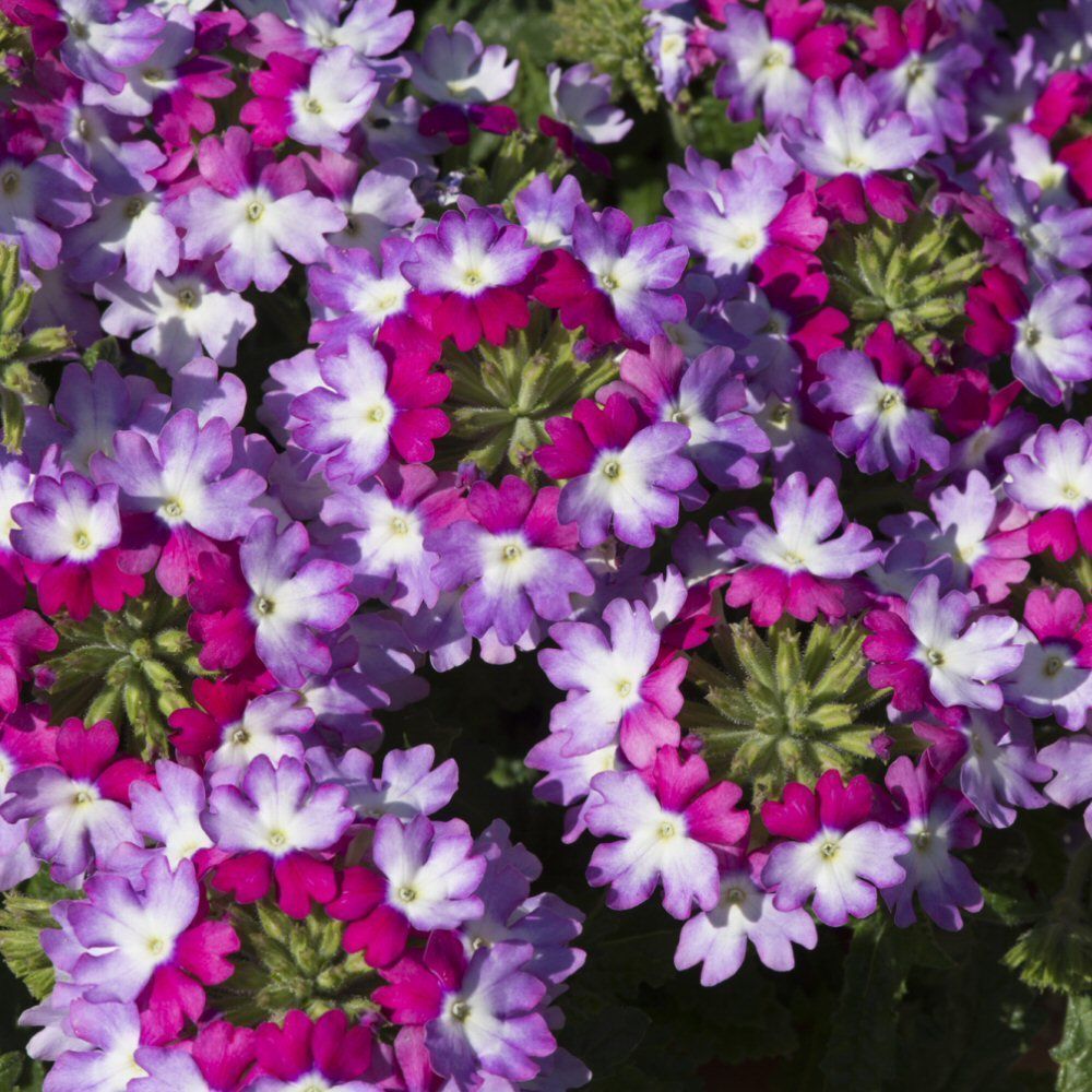 Verbena Sparkle Purple Blues Bedding Plug Plant