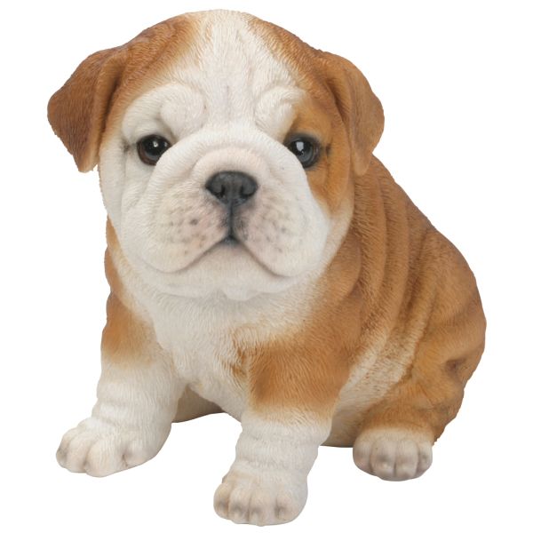 Vivid Arts 19cm Bulldog Puppy Pet Pals - PP - BDOG - F - Old Railway Line Garden Centre