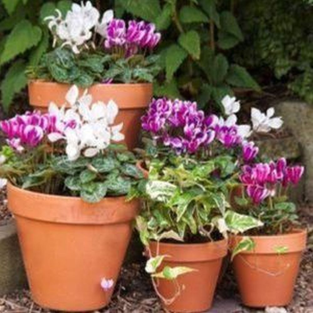 Woodlodge 35cm Terracotta Spang Standard Pot - Old Railway Line Garden Centre