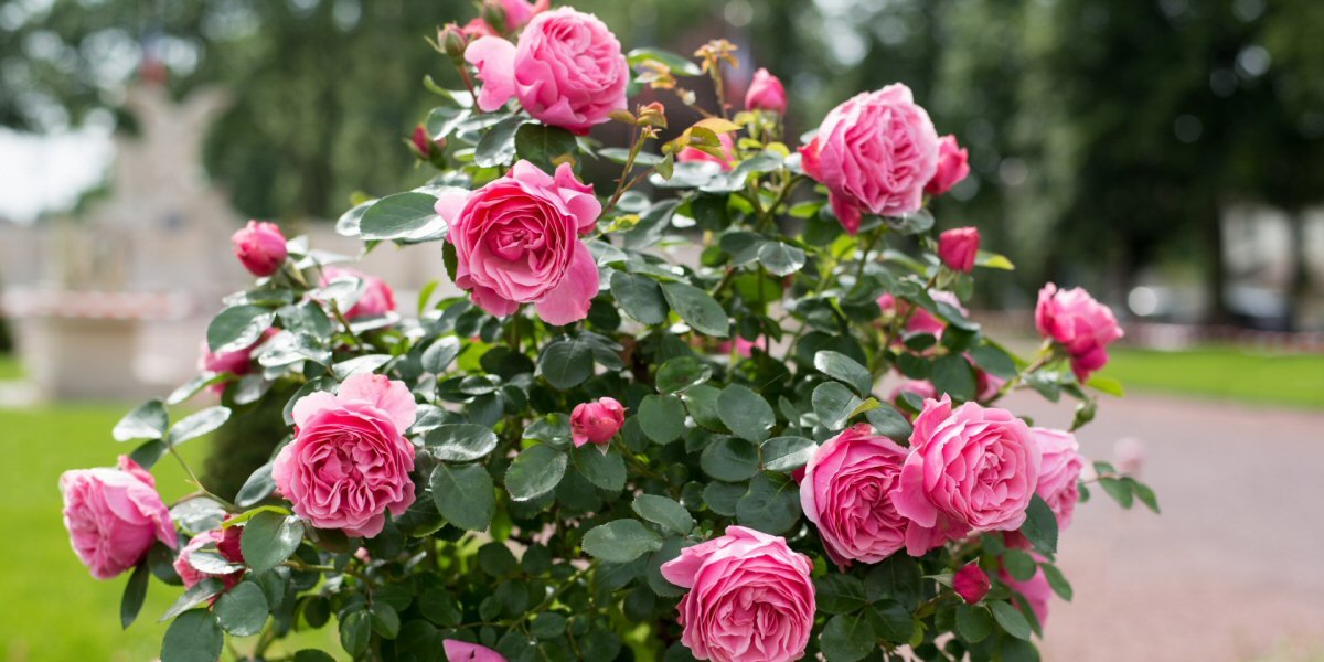 2018 Rose Festival - Old Railway Line Garden Centre